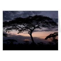 Acacia Trees Sunset Cards