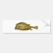Acanthostracion_quadricornis.jpg Bumper Sticker