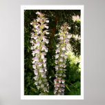 Acanthus Duo posters