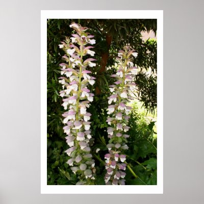 Acanthus Duo Poster by moonrisings