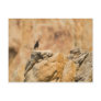 Acapulco bird postcard