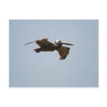 Acapulco pelican postcard
