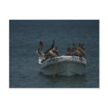 Acapulco pelicans post cards