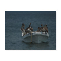 Acapulco pelicans post cards