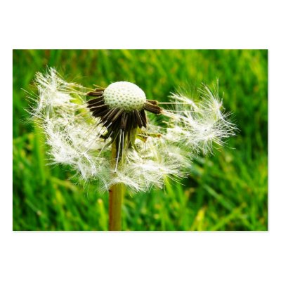 ACEO Blown Dandelion Flower Photo by CountryCorner