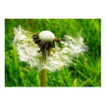 ACEO Blown Dandelion Flower Photo business cards