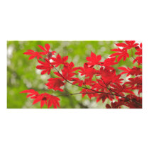 Acer leaves photo greeting card