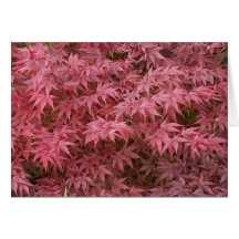acer palmatum leaves card