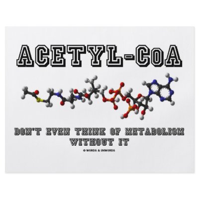 Acetyl-CoA Don't Even Think Of Metabolism Without by wordsunwords