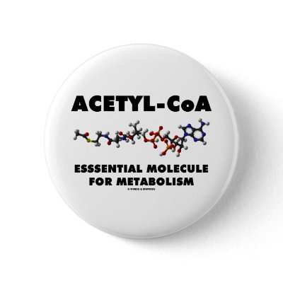 Acetyl-CoA Essential Molecule For Metabolism by wordsunwords
