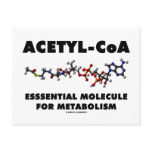 Acetyl-CoA Essential Molecule For Metabolism