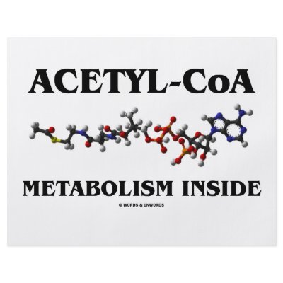 Acetyl-CoA Metabolism Inside (Chemical Molecule) by wordsunwords