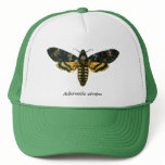 Acherontia atropos hats