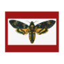 Acherontia atropos postcard