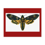 Acherontia atropos postcards