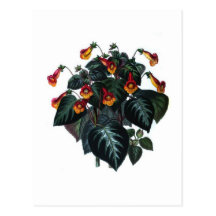 Achimenes picta postcards