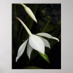 Acidenthera posters