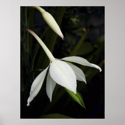 Acidenthera Print by ArtXpress