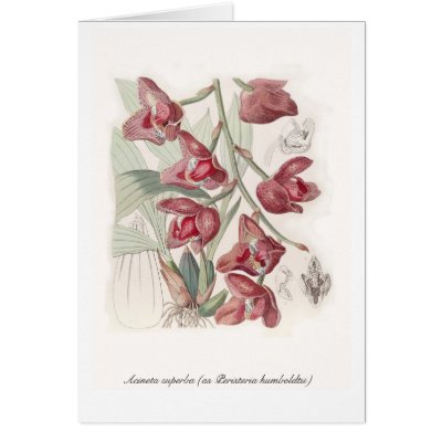 Acineta superba (as Peristeria humboldtii) Greeting Cards by Botany_Boy