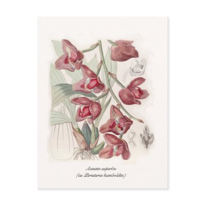 Acineta superba postcard by Botany_Boy