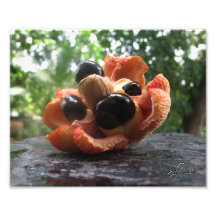 Ackee four Heads Photograph