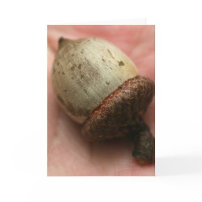 ACORN CARDS by wendybandurskimiller