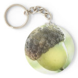 Acorn
