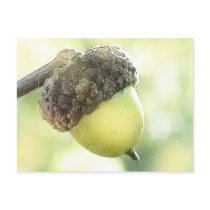 Acorn