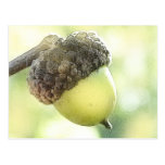 Acorn Postcard