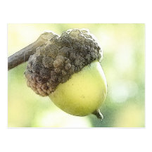 Acorn Postcard