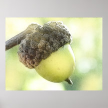 Acorn Posters