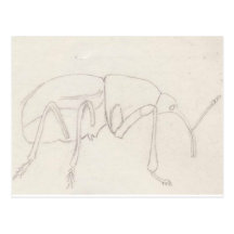 Acorn Weevil Penelope Postcards