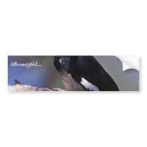 Acorn Woodpecker Bumper Sticker