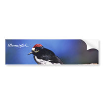 Acorn Woodpecker Bumper Stickers