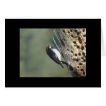 Acorn Woodpecker Card