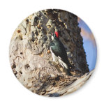 Acorn Woodpecker Refrigerator Magnets