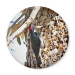 Acorn Woodpecker Refrigerator Magnets