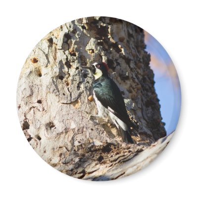 Acorn Woodpecker Fridge Magnets by jeanro