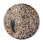 Acorn Woodpecker Fridge Magnets