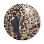 Acorn Woodpecker Refrigerator Magnet