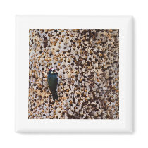 Acorn Woodpecker Refrigerator Magnets