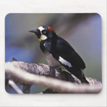 Acorn Woodpecker Mousepad