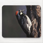 Acorn Woodpecker Mousepad