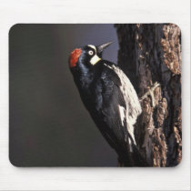 Acorn Woodpecker Mouse Pad