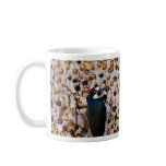 Acorn Woodpecker Mugs