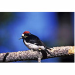 Acorn Woodpecker Cut Outs