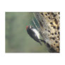 Acorn Woodpecker Postcard