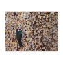 Acorn Woodpecker Postcards
