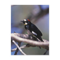 Acorn Woodpecker Postcard