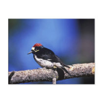 Acorn Woodpecker Post Card